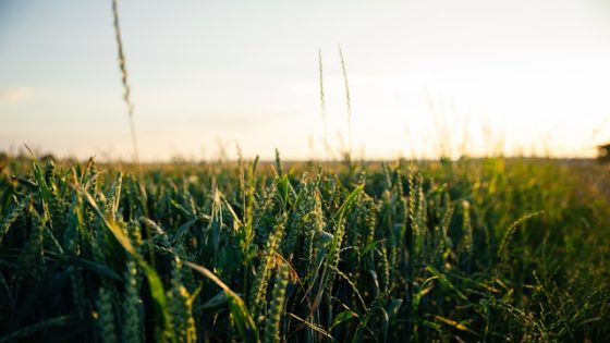 تفسير رؤية الزرع الأخضر في حلم العزباء