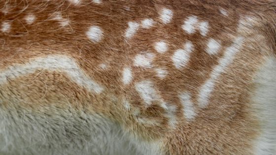 تفسير رؤية الفرو في المنام لابن سيرين