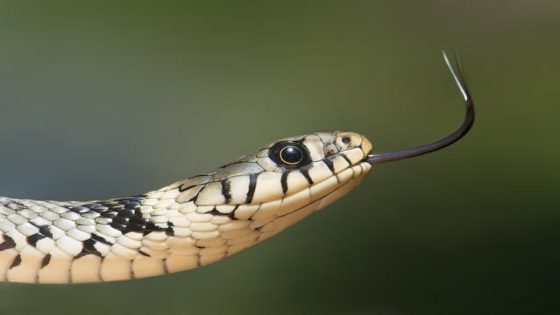 تفسير رؤية الأفعى في المنام للعزباء