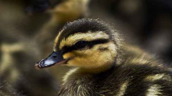 تفسر رؤية البط في المنام