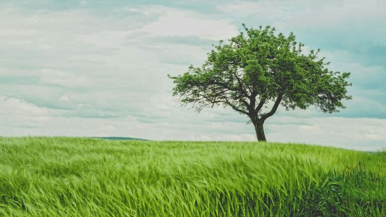 تفسير رؤية البطم في المنام