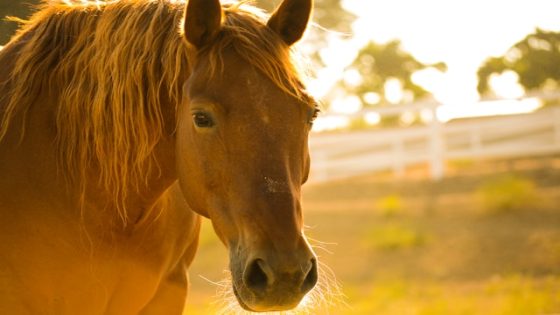 تفسير رؤية الِبْرذَوْنُ(الخيل الأجنبي) في المنام