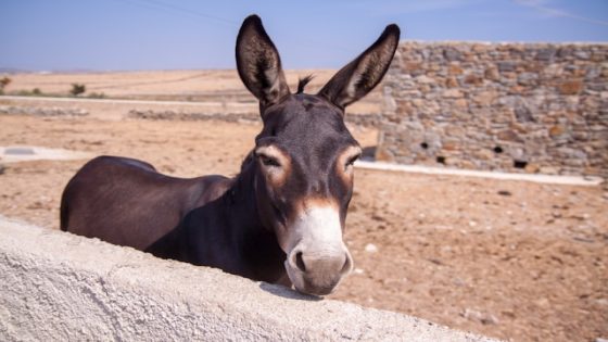 تفسير رؤية البغل في المنام