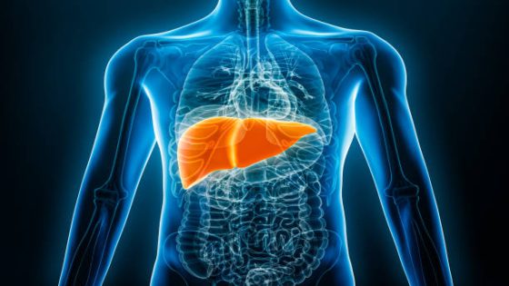 Xray anterior or front view of human liver 3D rendering illustration with male body contours. Anatomy, organ of digestive system, medical, biology, science, healthcare concepts.