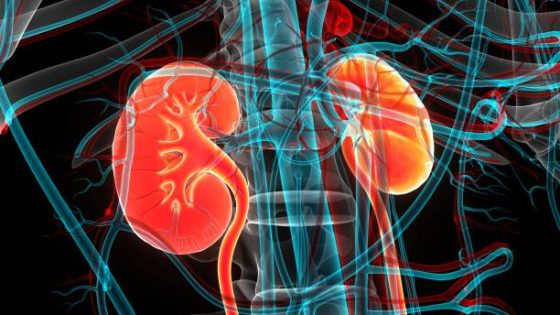 3D Illustration Concept of Human Urinary System Kidneys Anatomy