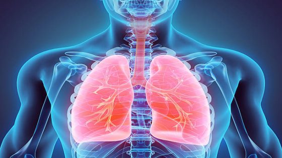 3D illustration of Lungs - Part of Human Organic.