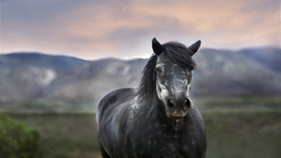 تفسير رؤية الخيل في المنام