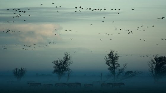 تفسير رؤية السلوى والصرد في المنام