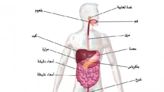 بحث عن الجهاز الهضمي في الانسان جاهز للطباعة