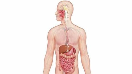 مقدمة عن الجهاز الهضمي
