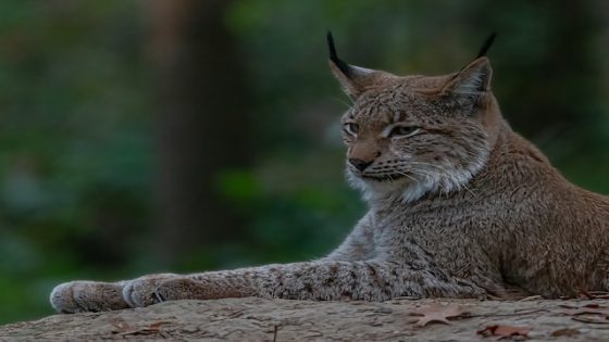 تفسير رؤية الوشق في المنام