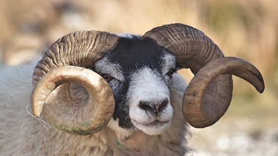 تفسير رؤية النطح في المنام وحلم كبش ينطحني