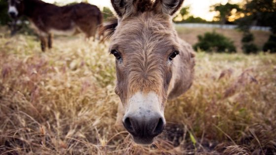 تفسير رؤية الحمار في المنام