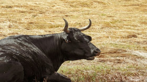 تفسير رؤية البقرة في المنام ورمز البقر في الحلم