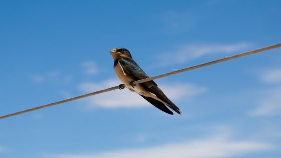 تفسير رؤية السنونو في المنام وحلم طائر الخطاف