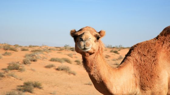 الجمر في المنام وتفسير حلم الجمر بالتفصيل