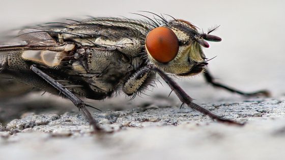 تفسير رؤيا الذباب في المنام للعزباء وخروجه من الفم