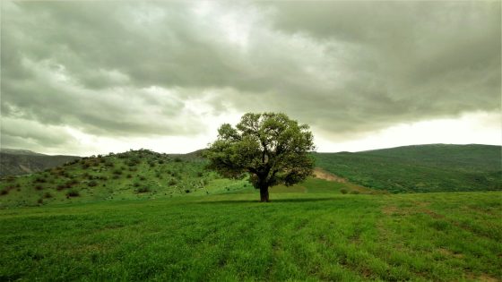 تفسير حلم أرض زراعية خضراء للعزباء