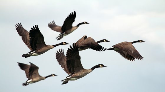 رؤية طيور الحب في المنام