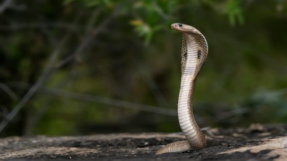 تفسير حلم ثعبان يلاحقني للعزباء