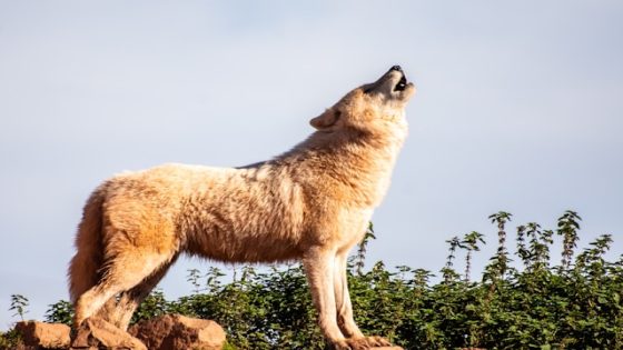 تفسير الذئب في المنام