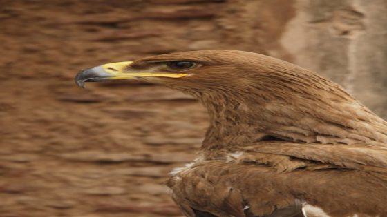 تفسير البصر القوي و رؤية نظر الأشياء بوضوح في المنام