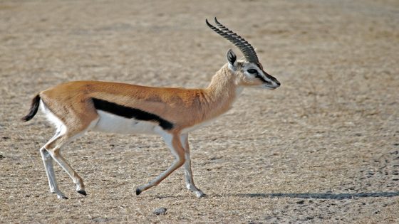 تفسير الظبي في المنام – رؤية الظبية في الحلم