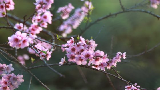 معنى الزهور في الحلم تفسير الزهور في المنام