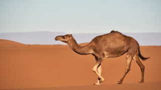 تفسير الجمل في الحلم رؤيا ركوبه الجمل