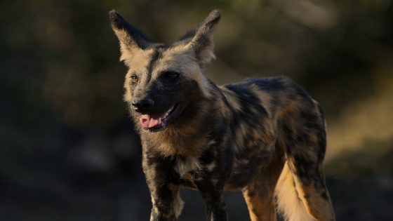 الضبع في الحلم وتفسير رؤية أنثى الضبع في المنام