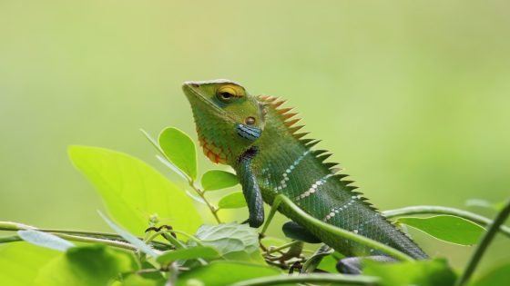 تفسير حلم الضب ورؤية صيد الضب في المنام