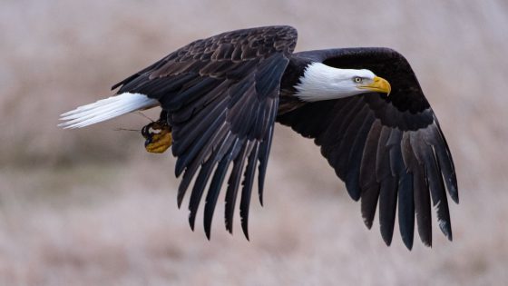 تفسير رؤية طائر البجع في المنام وحلم البجعة بالتفصيل