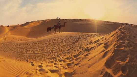 تفسير رؤية الجمل في المنام بالتفصيل