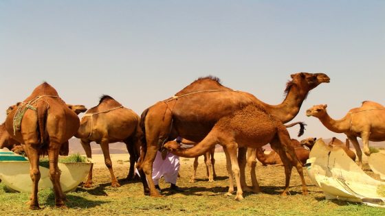 تفسير رؤية الناقة في المنام بالتفصيل