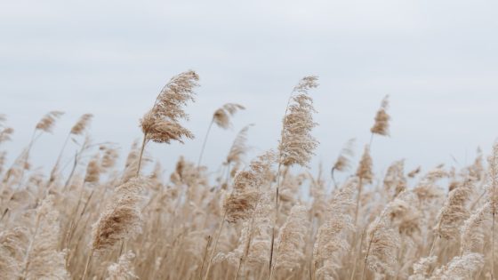 تفسير القصب في المنام القصبه في الحلم