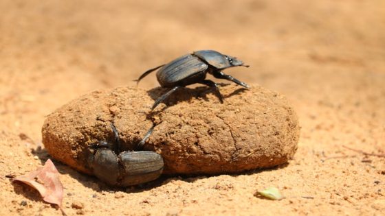 تفسير حلم البراز على الارض