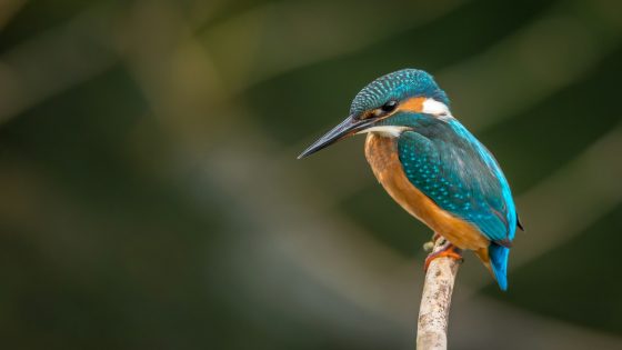 تفسير رؤية طائر الكروان في المنام